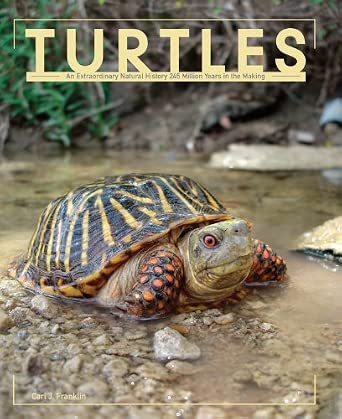 Turtles cover image
