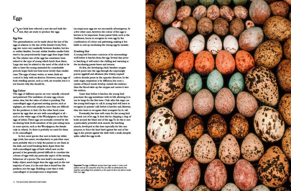 Backyard Birdwatcher's Bible