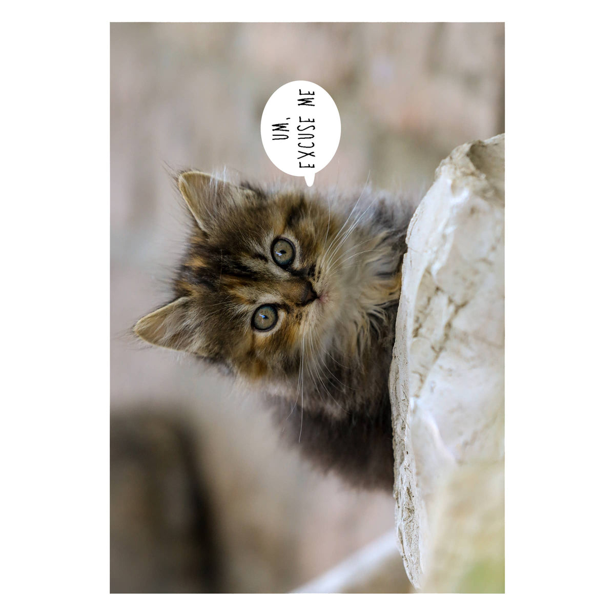 Kitten | Cute Birthday Card